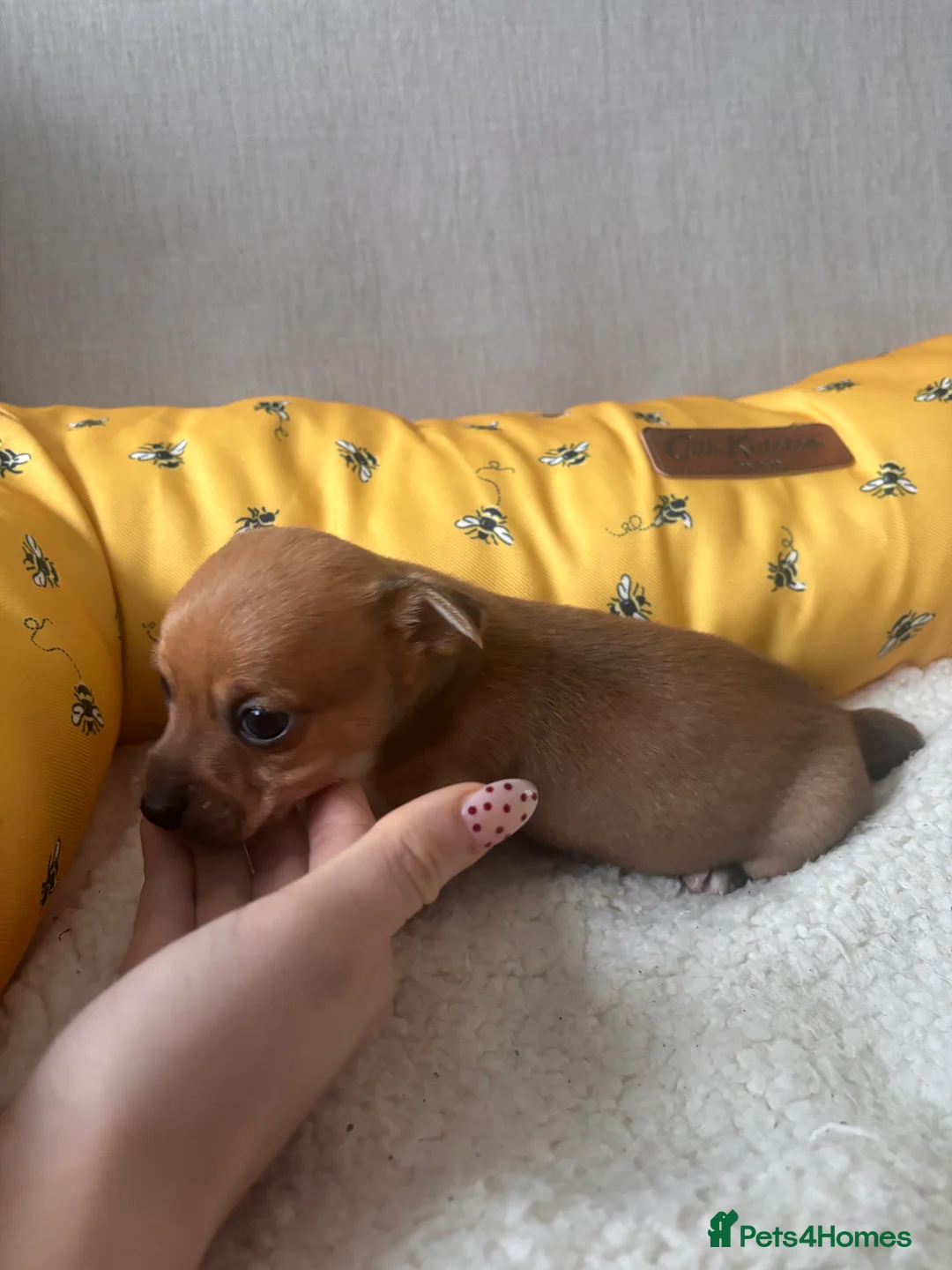 Mixed Breed dogs for sale: 5 beautiful Jackchi boys  - Advert 17