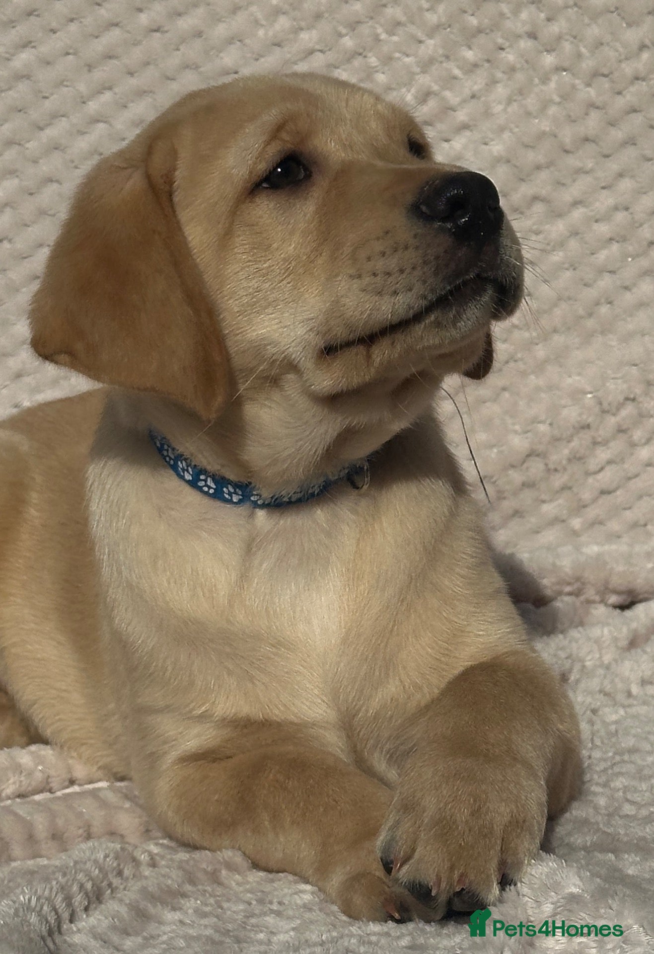 Labrador Retriever dogs Beautiful litter of KC reg Labrador puppies  - Advert 1