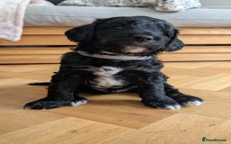 Cockapoo dogs for sale: Adorable Puppies Looking for Their Forever Homes! - Image 26