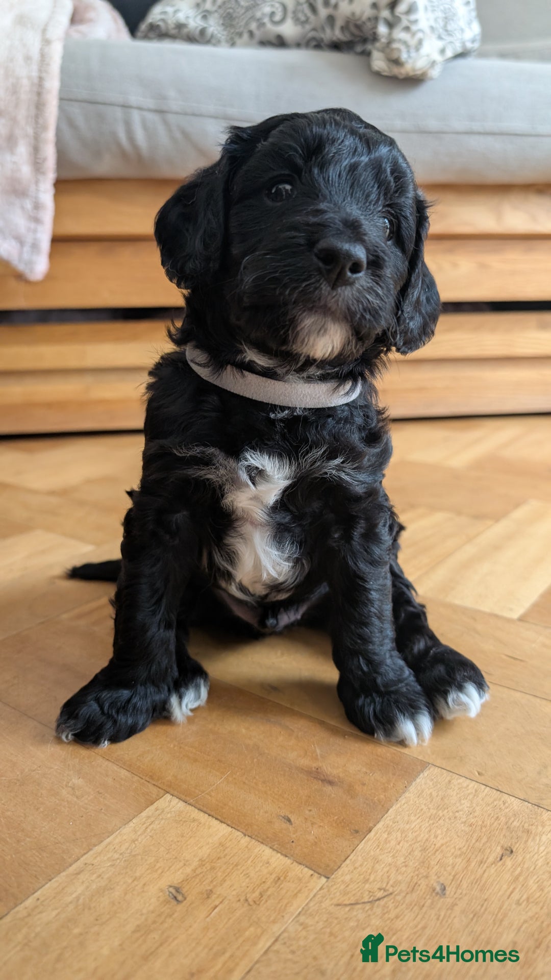 Cockapoo dogs for sale: Adorable Puppies Looking for Their Forever Homes! - Image 26