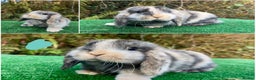 Mini Lop rabbits for sale: Baby mini lops ready now - Advert 4
