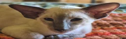 Oriental cats for sale: GCCF registered - Advert 4