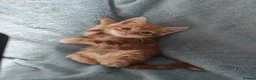 Mixed Breed cats for sale: GINGER BOYS VIDEOS - Advert 25