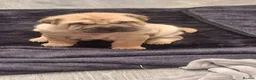 Shar Pei dogs for sale: 5 sharpei pups. Mixture of colours and coats - Advert 9