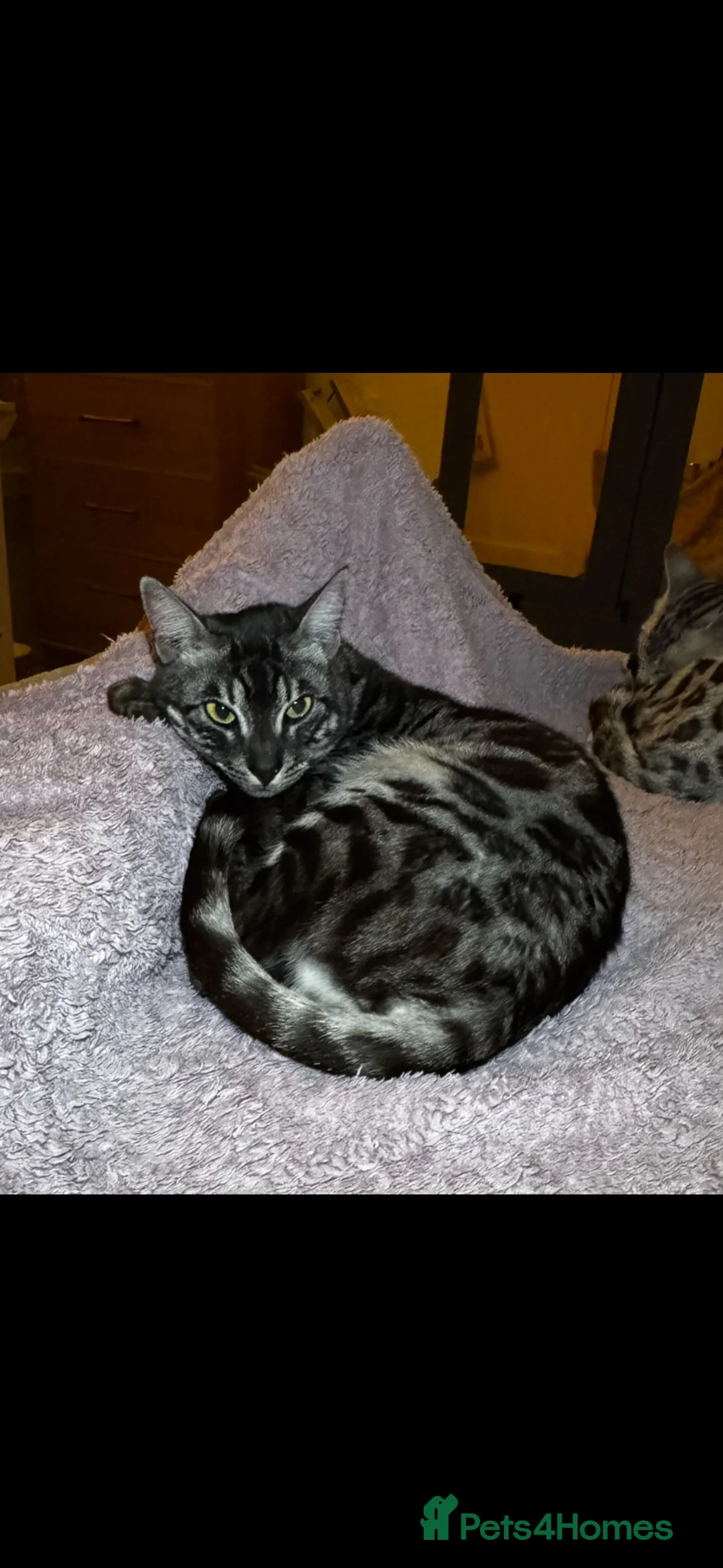 Bengal cats for sale: Silver Charcoal Rosetta Bengal - Advert 2