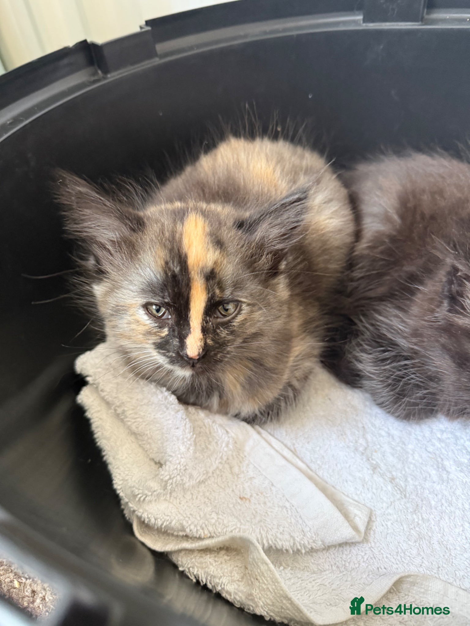 Mixed Breed cats Beautiful Part Maine Coon Kittens  - Advert 6