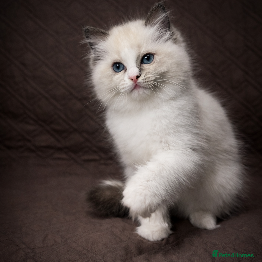 Ragdoll cats for sale: GCCF Registered Ragdoll Kittens Available  - Advert 10