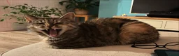 Mixed Breed cats for sale: Female tabby neutered seeks quiet home - Advert 4