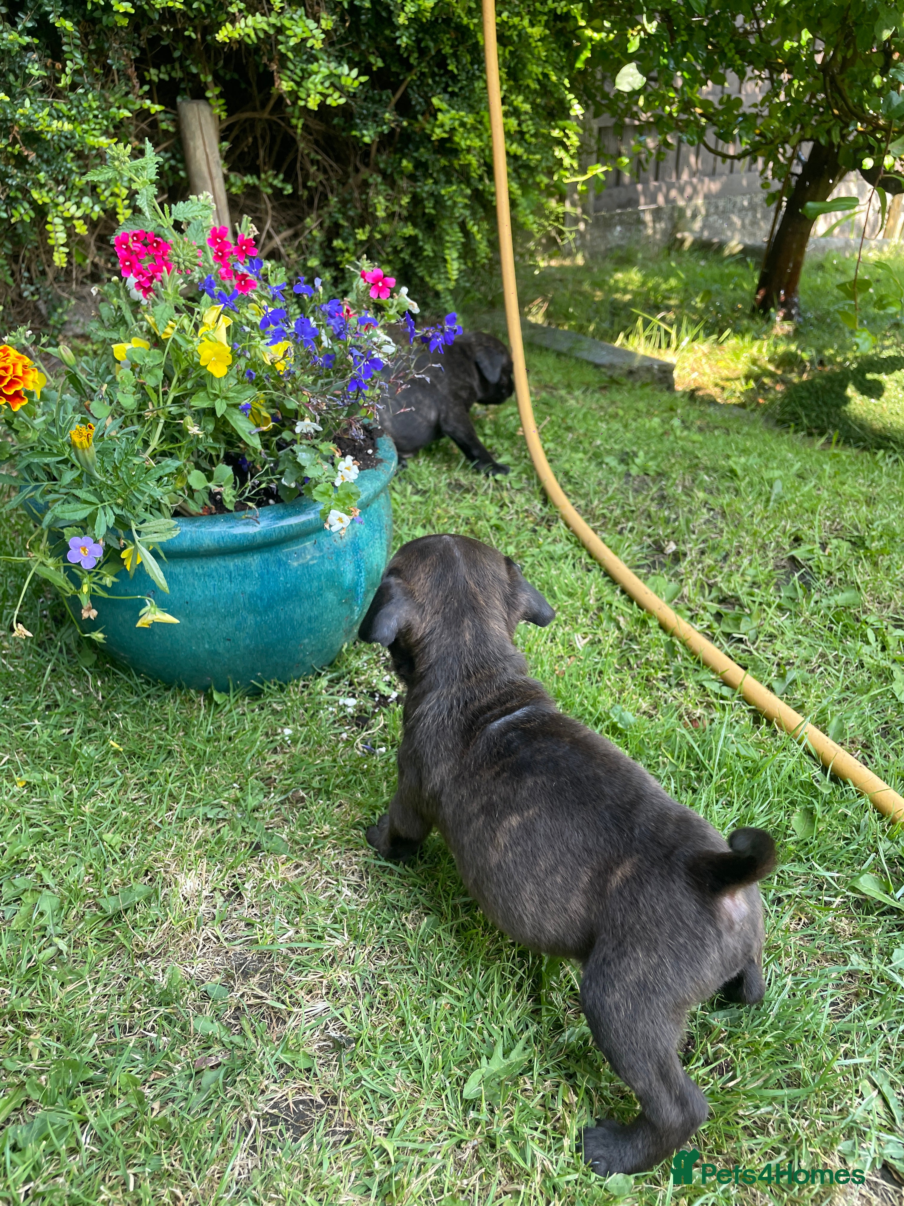 Staffordshire Bull Terrier dogs Black Eye SBTs this season litter 3 boys 3 girls  - Advert 2