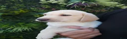 Labrador Retriever dogs for sale: 🐾 Labrador Puppies for Sale 🐾 in Folkestone - Advert 16