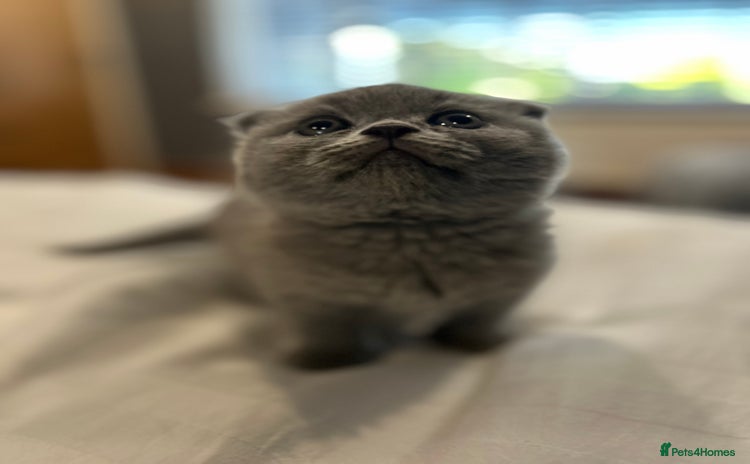 Scottish Fold cats - Advert 1