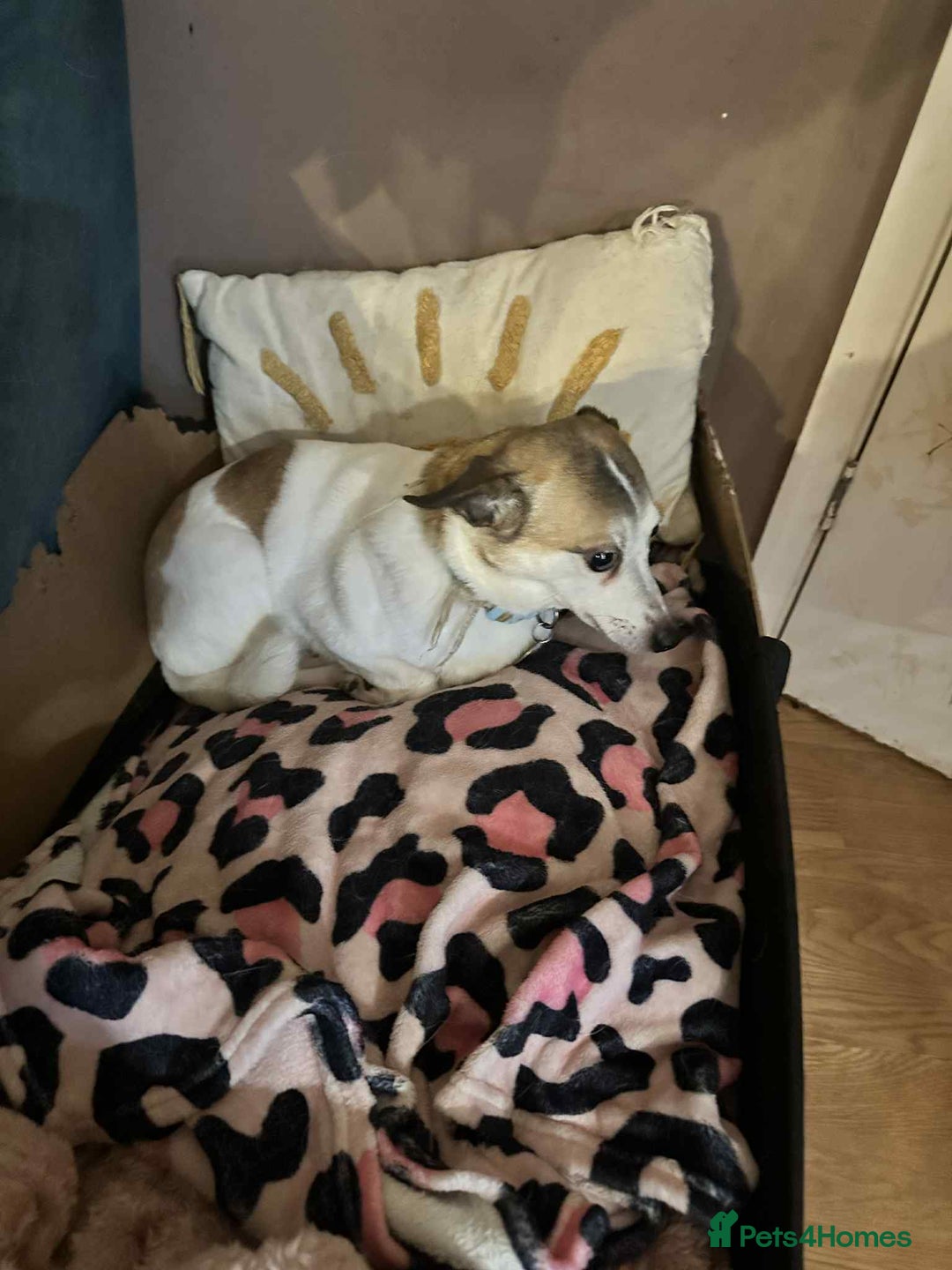 Mixed Breed dogs for adoption: Tia - Taverham Norfolk  - Advert 15