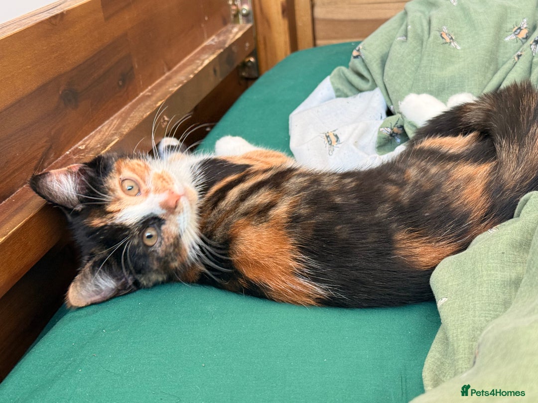 Mixed Breed cats for sale: Calico kittens both female  - Advert 4