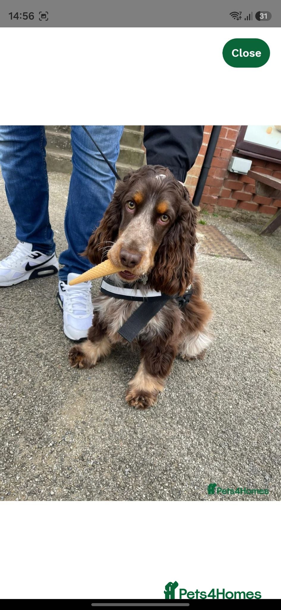 Cocker Spaniel dogs 6 Beautiful Cocker Spaniel Puppies avail. 10th Aug - Advert 2