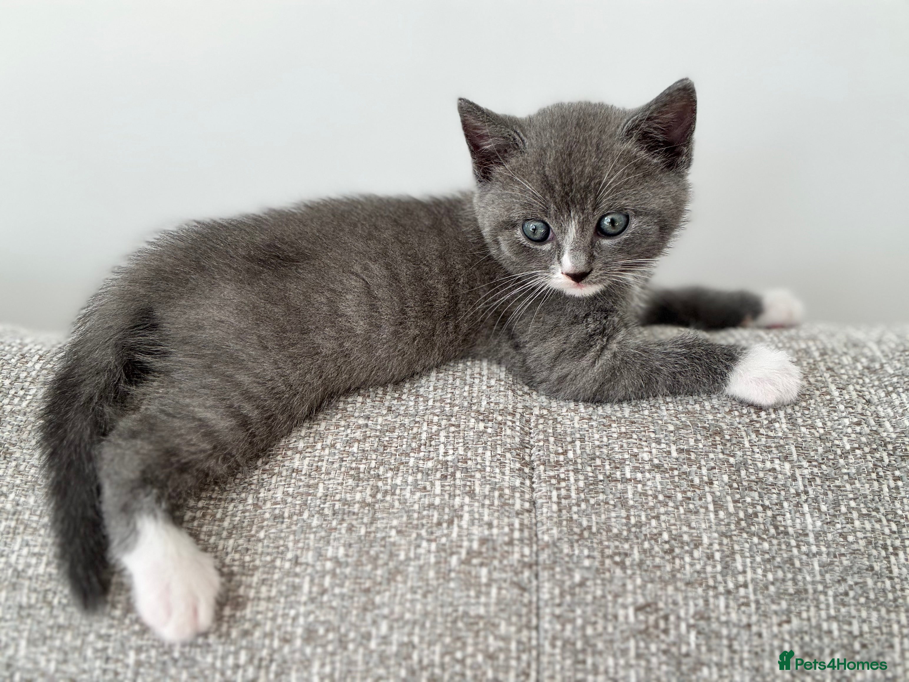 British Shorthair cats Adorable British Shorthair Kittens–2 Boys &2 Girls - Advert 2