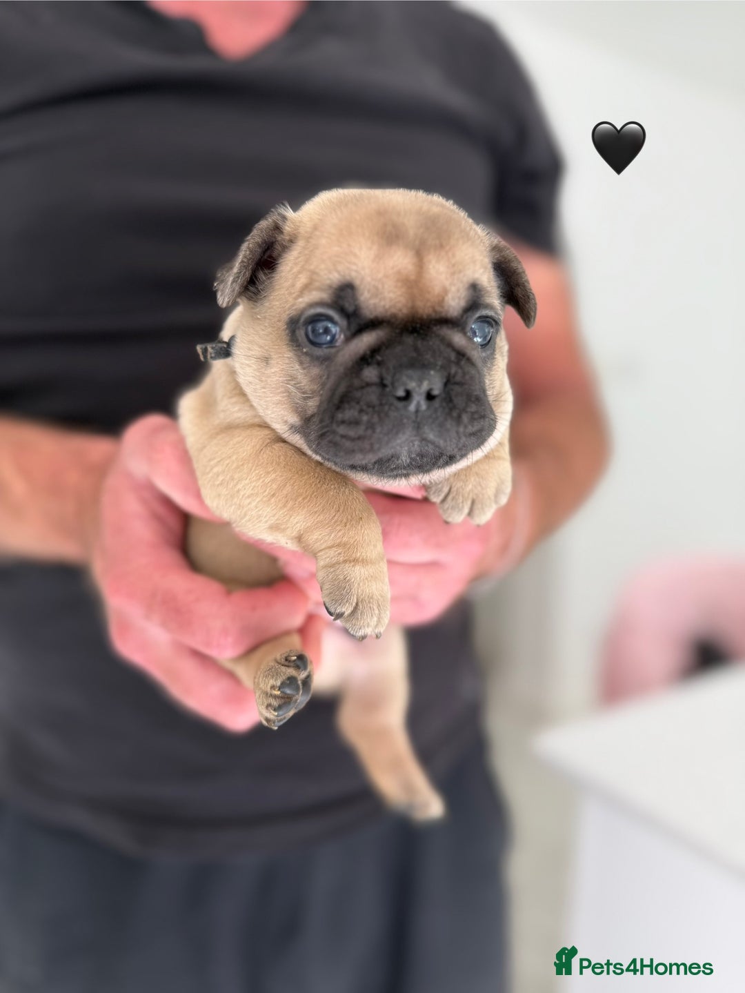 French Bulldog dogs for sale: Fawn French Bulldogs - Image 5