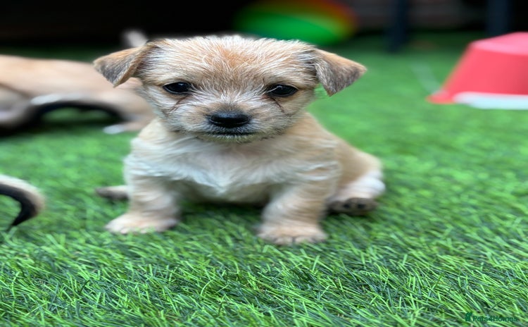 Mixed Breed dogs - Advert 4