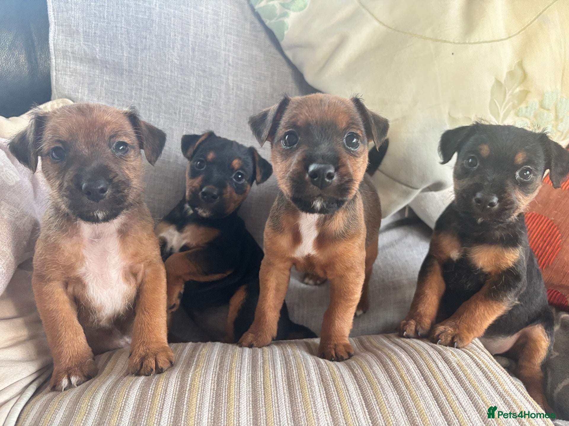 Mixed Breed dogs Lakeland Russell Puppies for sale - Advert 6