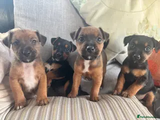 Mixed Breed dogs Lakeland Russell Puppies for sale - Advert 6
