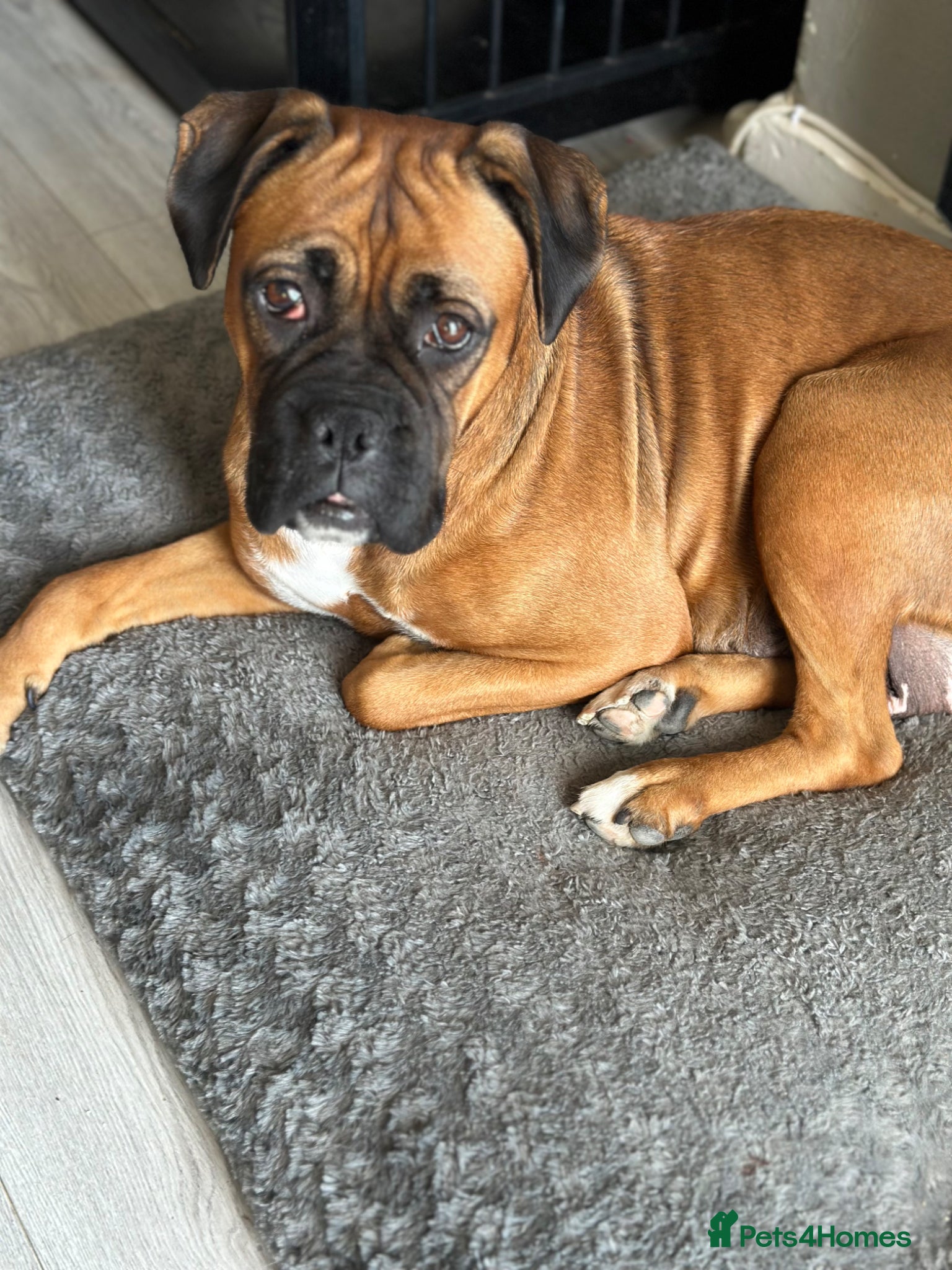 Boxer dogs Beautiful Bob tail boxer female  - Advert 1