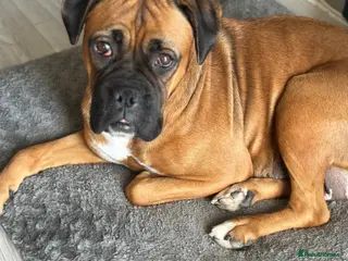 Boxer dogs Beautiful Bob tail boxer female - Advert 3