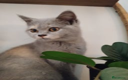 British Shorthair cats for sale: GCCF BSH female- vaccinated, microchipped. - Image 10