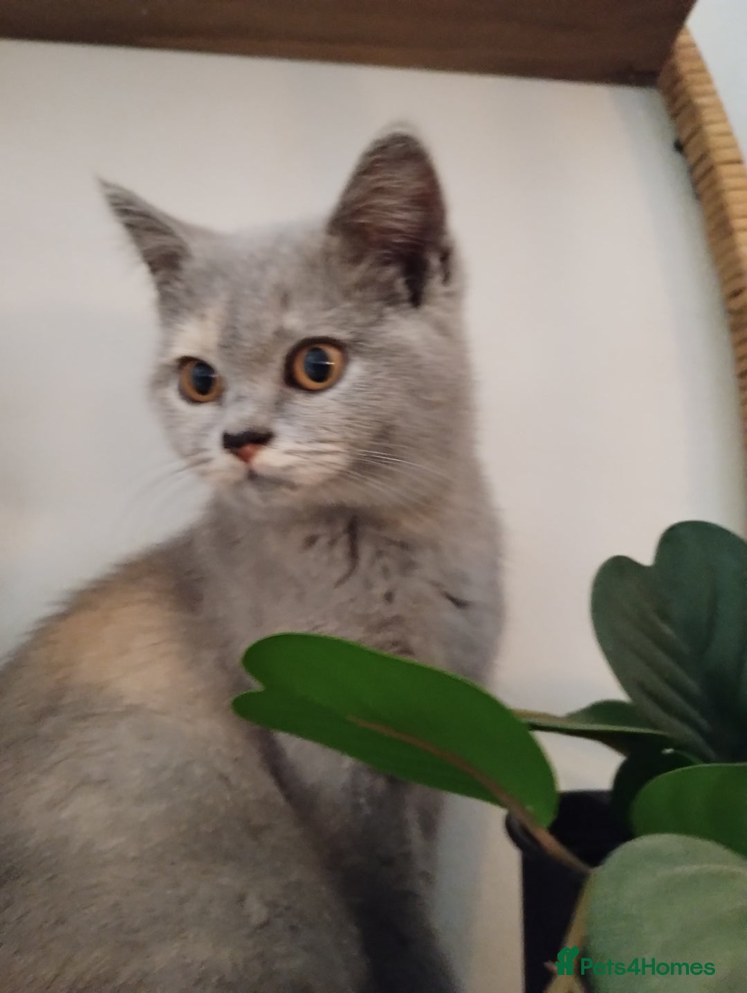 British Shorthair cats for sale: GCCF BSH female- vaccinated, microchipped. - Image 10