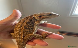 Bearded Dragon reptiles for sale: Baby bearded dragons need loving homes - Image 6