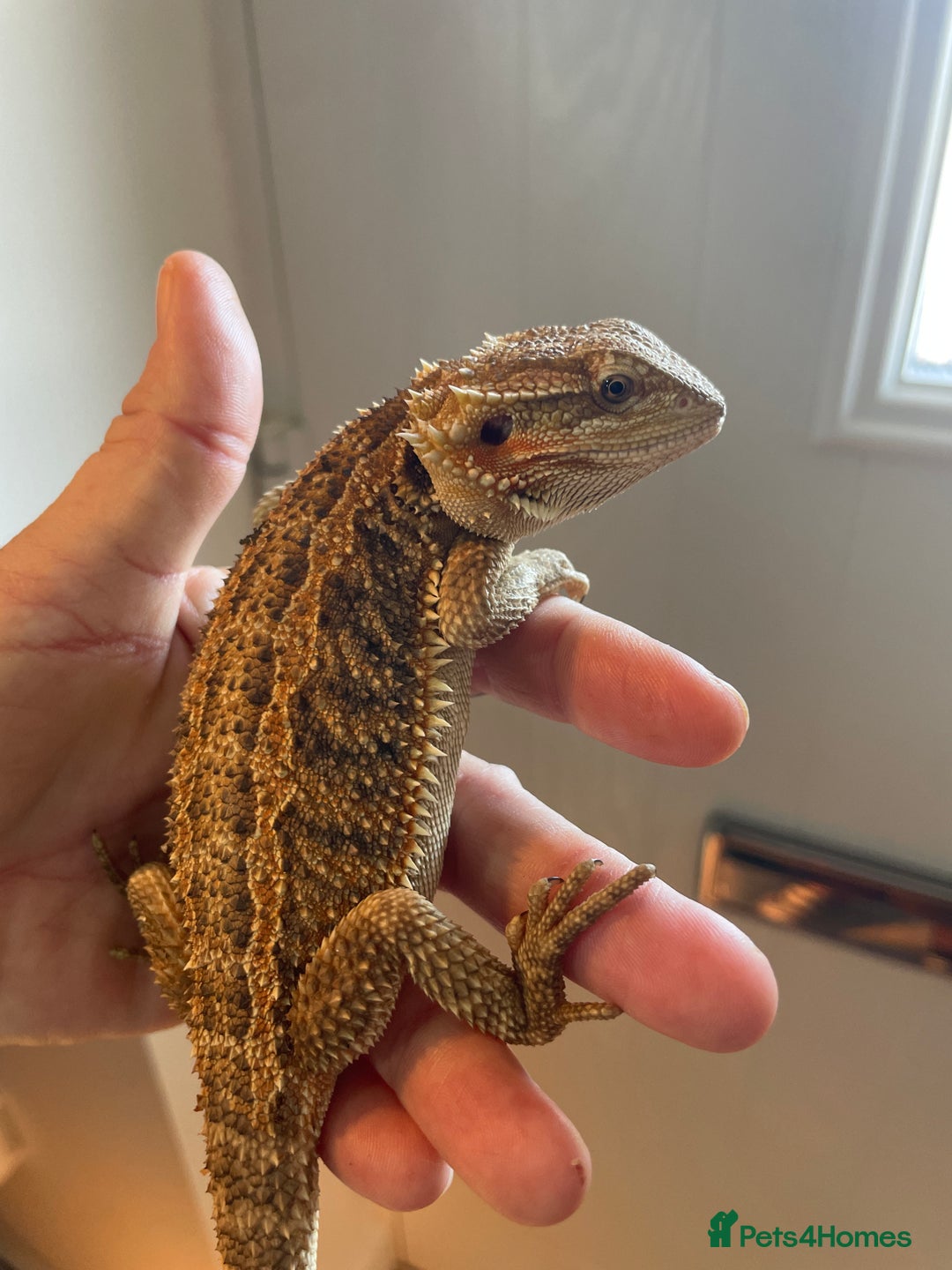 Bearded Dragon reptiles for sale: Baby bearded dragons need loving homes - Image 6