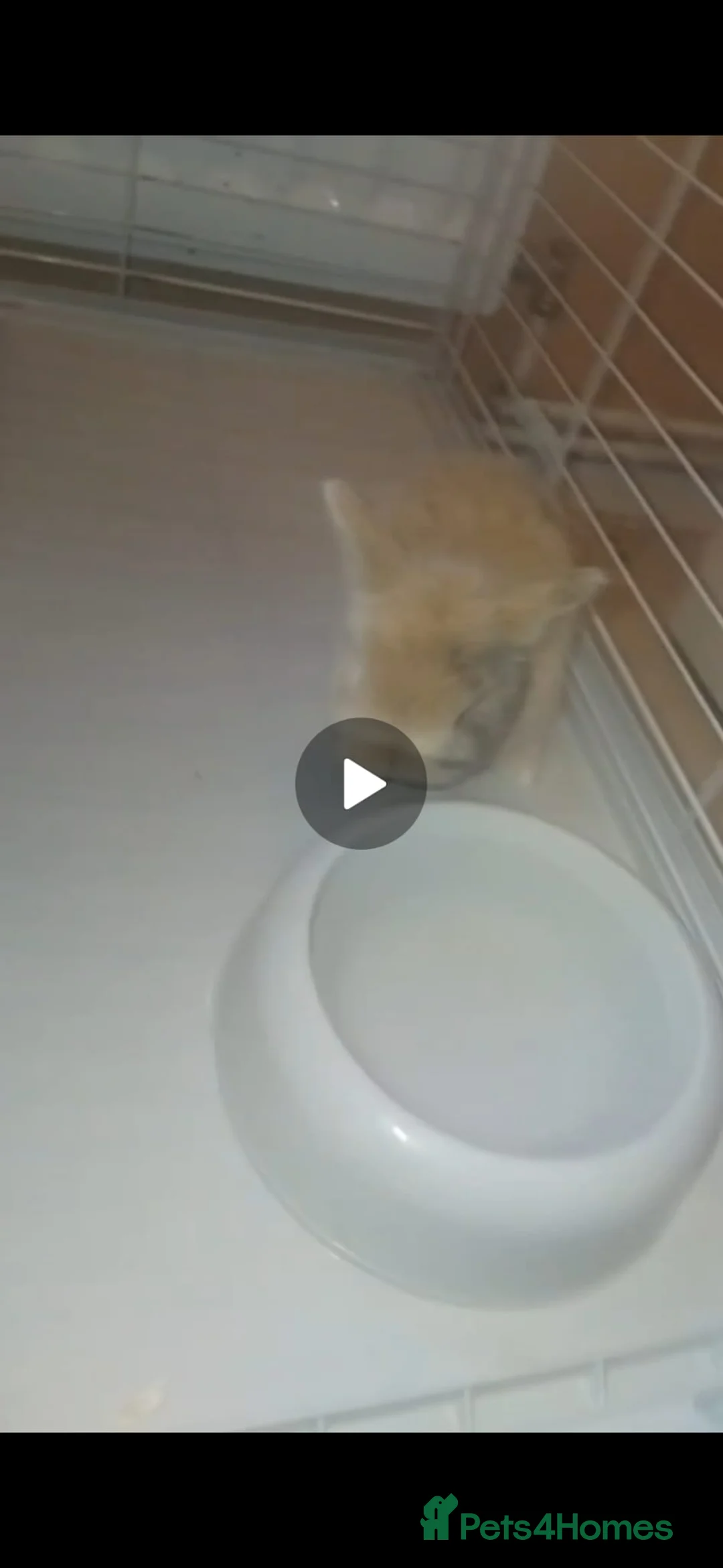 Mini Lion Lop rabbits for sale: Mini lop merl female rabbit  - Advert 4