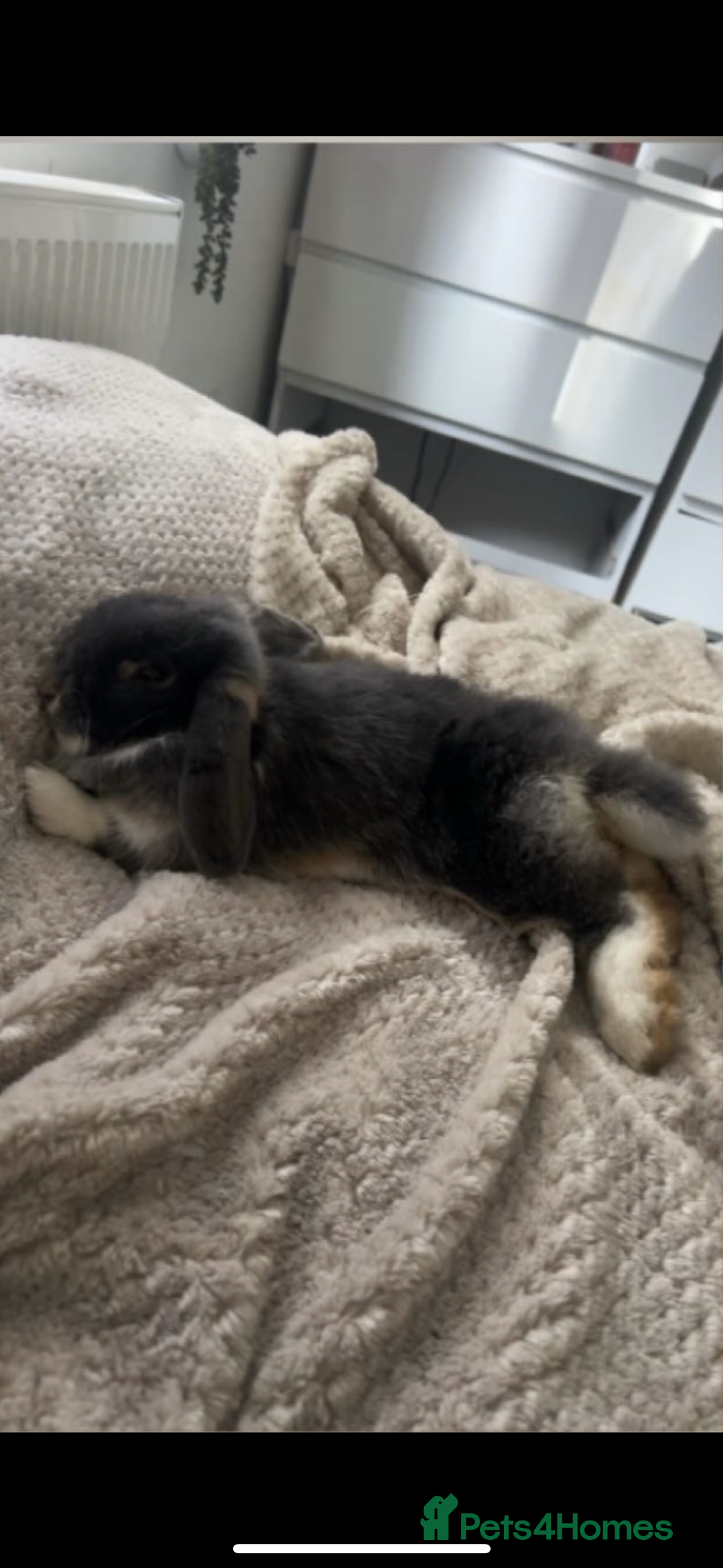 Mini Lop rabbits for sale: Mini lop for adoption for forever home  - Advert 2