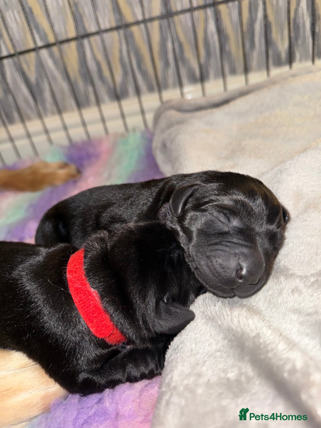 Labrador Retriever dogs for sale: Kc registered Labrador puppies available ⭐️⭐️⭐️⭐️ - Image 5