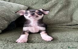 Chihuahua dogs for sale: Tiny chihuahua puppies  - Image 14