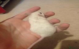 Mouse rodents for sale: Baby African Soft Fur mice - Image 12
