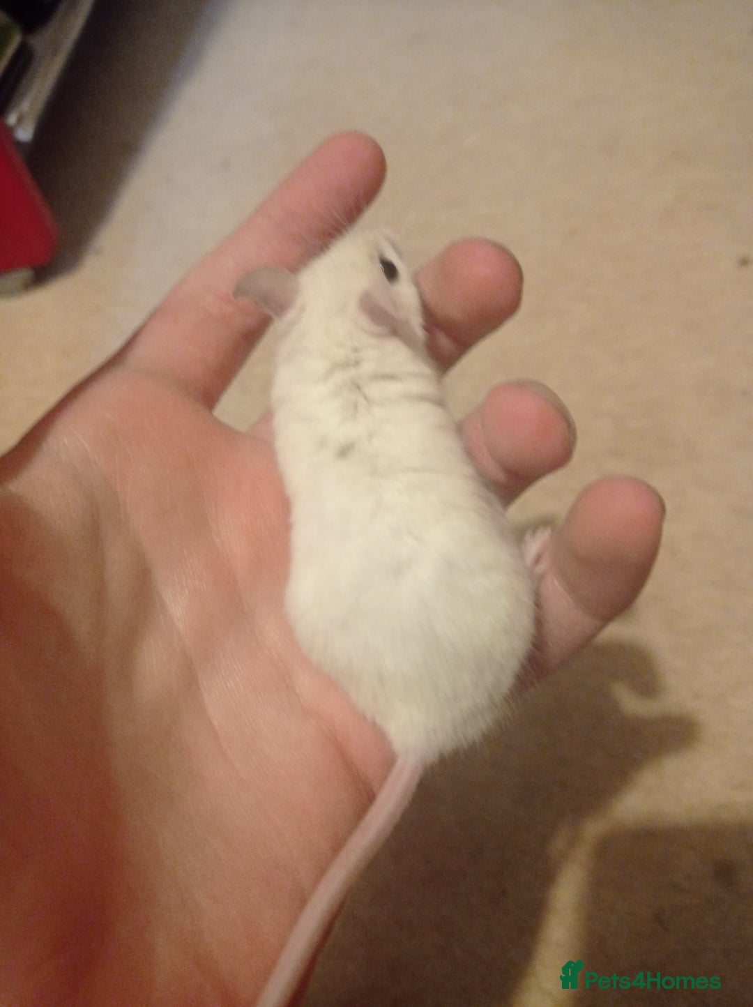 Mouse rodents for sale: Baby African Soft Fur mice - Image 12