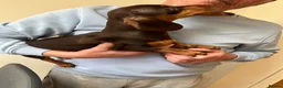 Miniature Dachshund dogs for sale: kc mini dachshund pups READY NOW - Advert 23