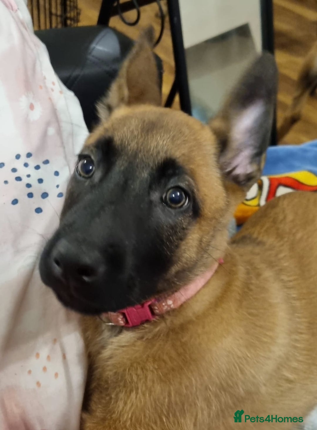 Belgian Shepherd Dog dogs for sale: Stunning Belgian Malinois Puppies - Advert 23