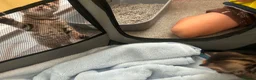 Bengal cats for sale: Bengal kittens for sale  - Advert 7