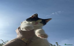 Mixed Breed cats for sale: Kittens for sale - Image 9