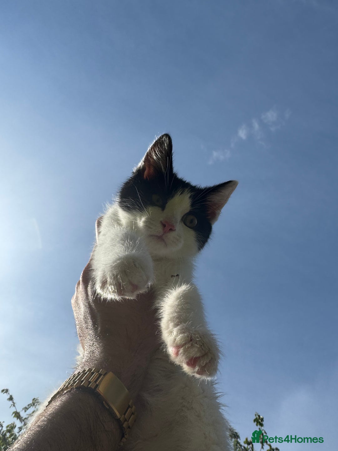 Mixed Breed cats for sale: Kittens for sale - Image 9