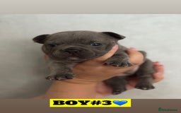 French Bulldog dogs for sale: 🐾Stunning French BullDog Puppies - Image 4
