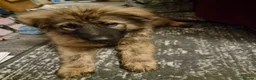 Mixed Breed dogs for sale: Boo Bear male - Advert 2