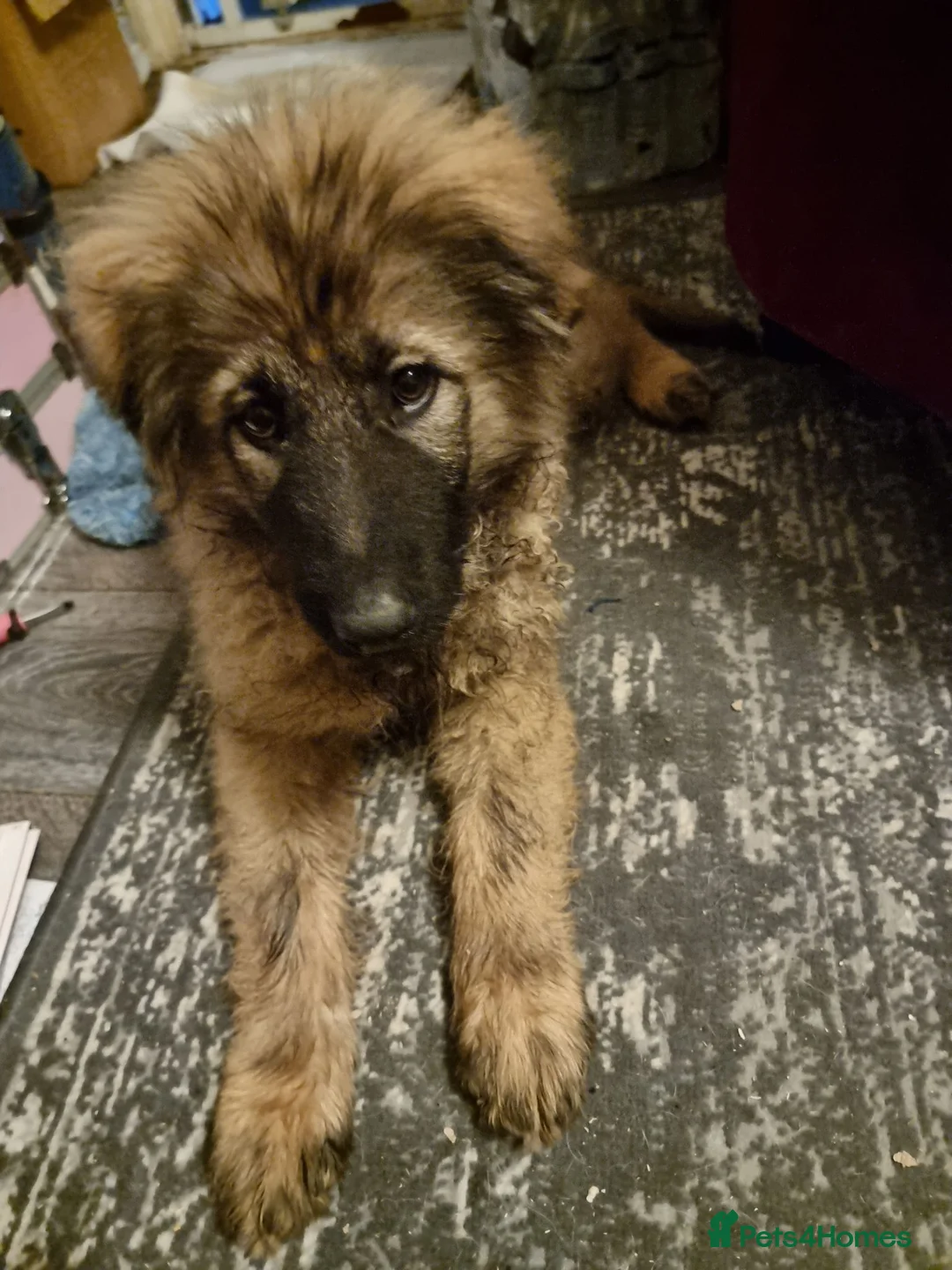 Mixed Breed dogs for sale: Boo Bear male - Advert 2