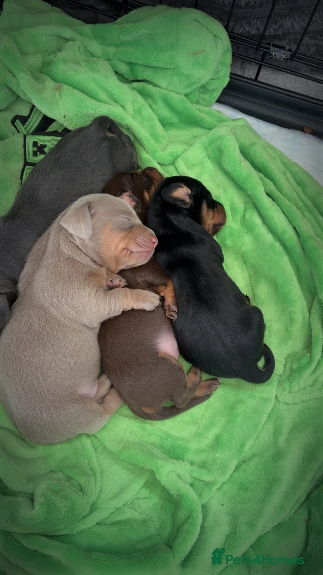 Miniature Dachshund dogs for sale: Miniature dachshund puppies for sale - Advert 1