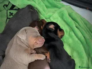 Miniature Dachshund dogs Miniature dachshund puppies for sale - Advert 1