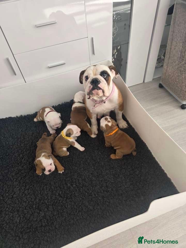English Bulldog dogs 5 english bulldog pups kc reg  - Advert 1