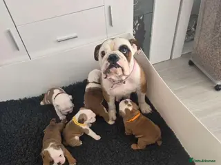 English Bulldog dogs 5 english bulldog pups kc reg - Advert 1