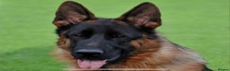 German Shepherd dogs for sale: 2 outstanding Males  - Advert 2