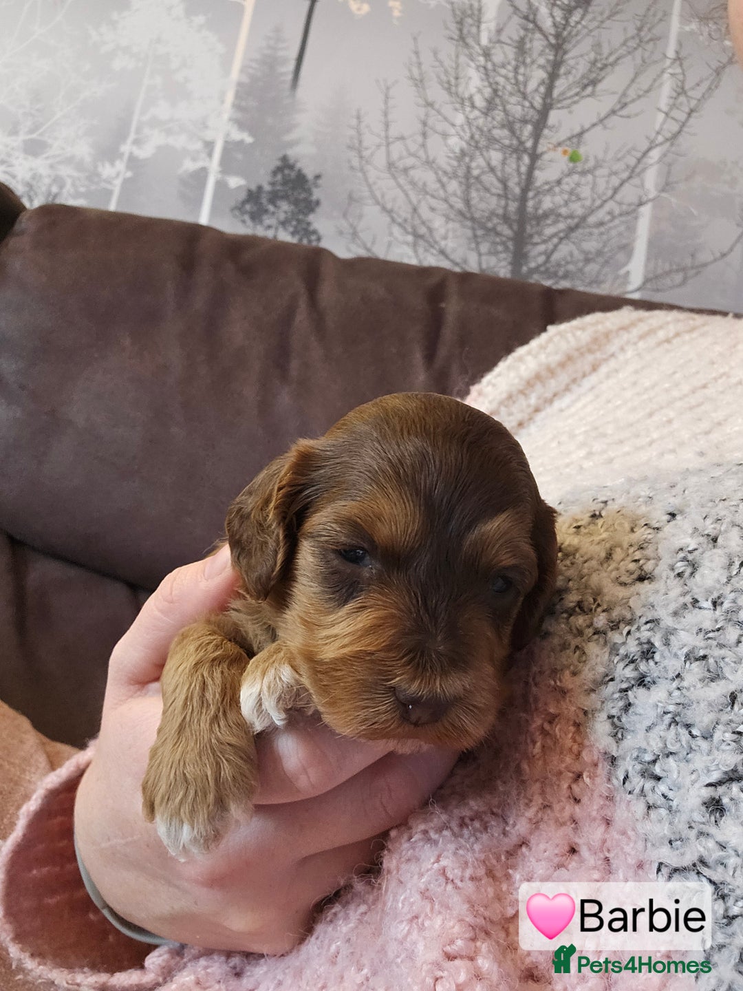 Cockapoo dogs for sale: F3b Cockapoo Puppies – DNA health tested - Advert 20