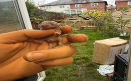 Rat rodents for sale: Dwarf Rats  - Image 3